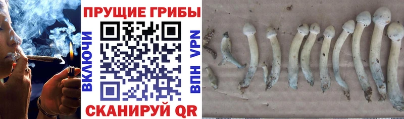 продажа наркотиков  Горячий Ключ  MEGA ТОР  Псилоцибиновые грибы MAGIC MUSHROOMS 